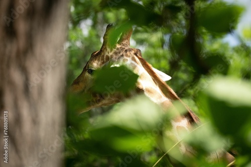 a close - up shot of a giraffe standing in the jungle