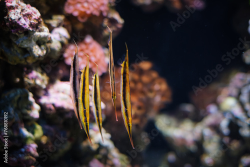 Razorfish Aeoliscus strigatus, aka razorfish, jointed razorfish or coral shrimpfish fish underwater in sea