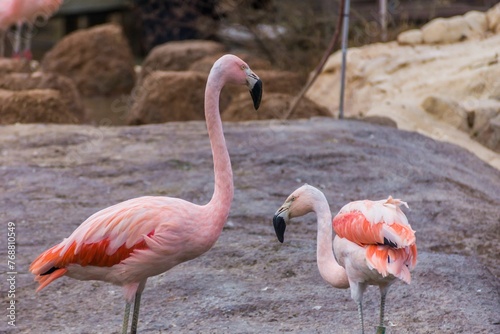 two flamingos are standing by some rocks looking around the enclosure
