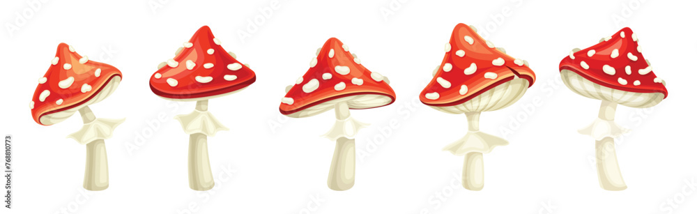 Red Fly Agaric Mushroom and Poisonous Forest Toadstool Vector Set