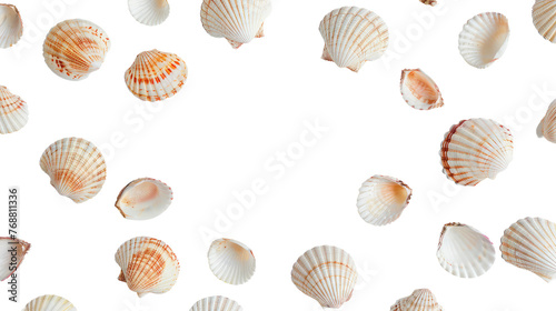 Shells on Transparent Background PNG