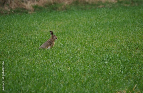 Adorable small rabbit stands in a vast field of lush green grass