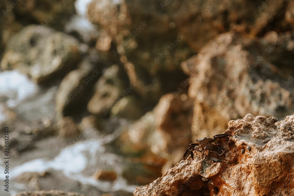 Rock on beach, small crab visible on surface Rock on beach, small crab visible on surface