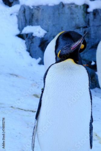 Εκτύπωση καμβά Penguin standing in a row in a snowy landscape on a sunny day
