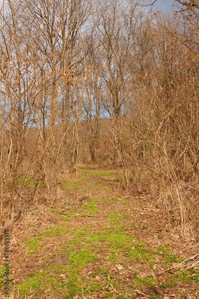 A dirt path through a forest A dirt path through a forest