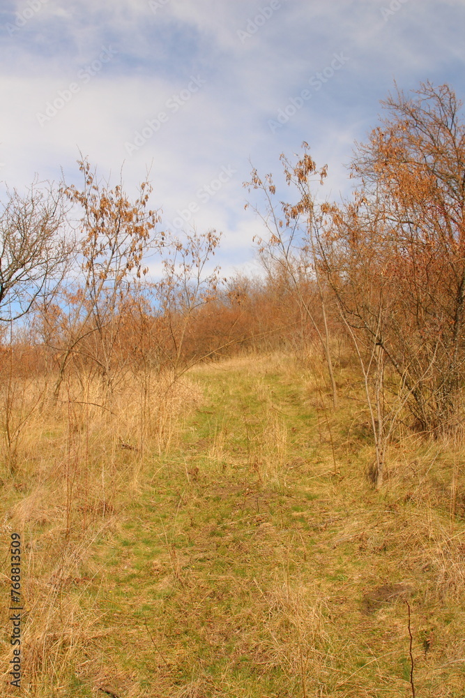 A field with trees and grass