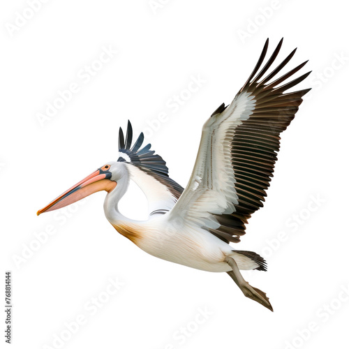 Pelican in flight. Isolated on transparent background.