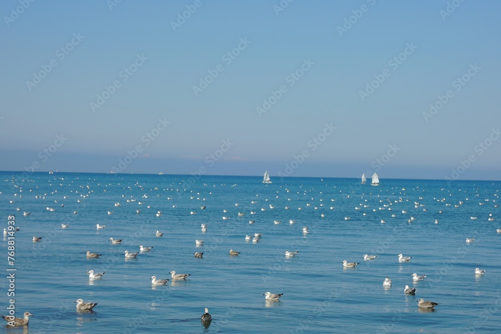 seagulls on the sea