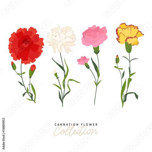 Set of color carnation flower set vector. Spring floral composition illustration. Elements for bouquet design. Bunch with carnations is a symbol of Mother's day Holiday