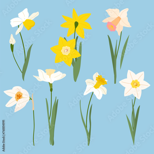 Set of beautiful narcissus flowers for cards, posters, textile, cover. Cartoon daffodil vector illustration on blue background