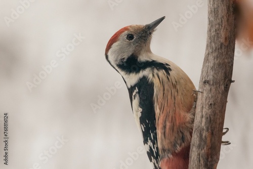 Majestic Middle spotted woodpecker perched atop a snowy branch in its natural winter habitat