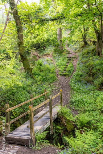 wooden bridge in the forest