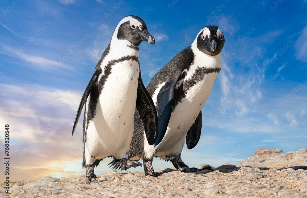 Obraz premium Two Spectacled penguins perched atop a jagged rock in Boulders Beach, Cape Town, South Africa