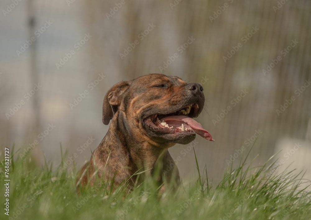 Cute brown canine in a lush green field, its tongue lolling out in a playful manner