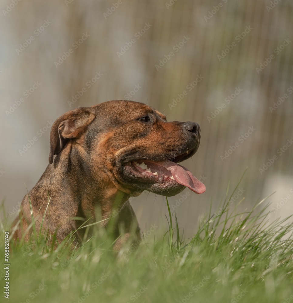 Selective focus shot of an adorable brown dog on a grassy field