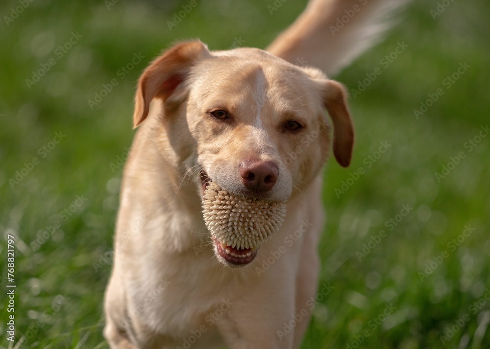Beautiful golden retriever dog running around on a field with a toy in its mouth