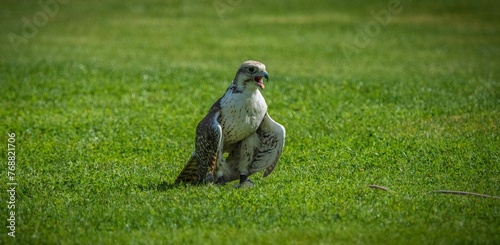 An osprey bird perched on a grassy field squawking photo