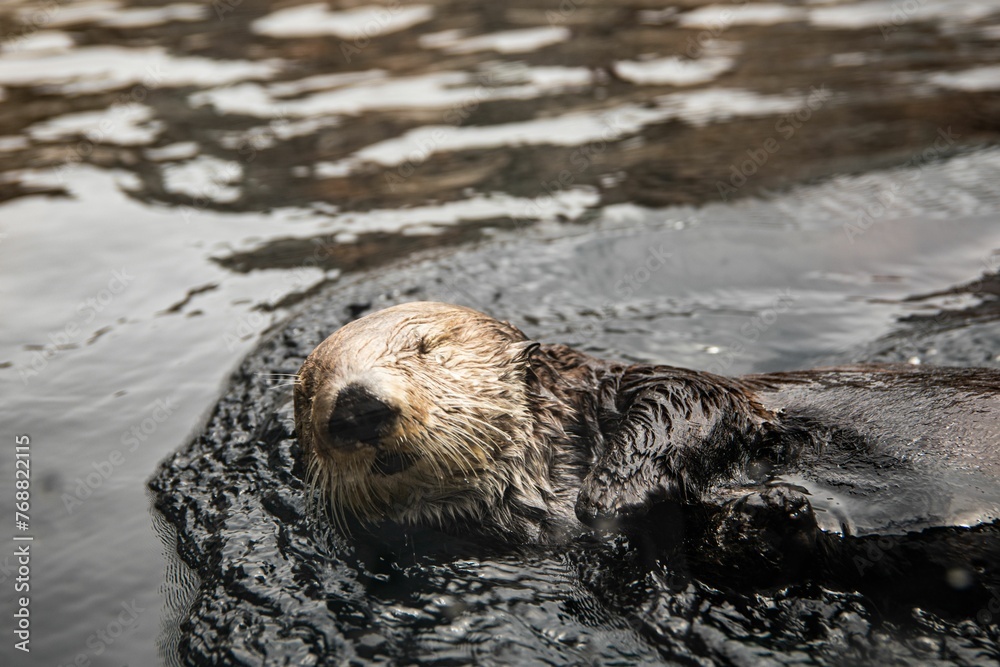 Adorable brown otter is leisurely swimming in the shallow waters of a tranquil lake Adorable brown otter is leisurely swimming in the shallow waters of a tranquil lake