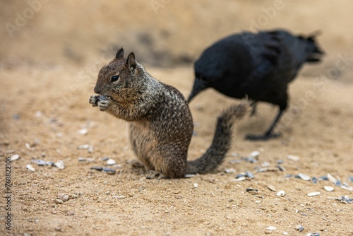 A closeup shot of a squirrel eating near a crow