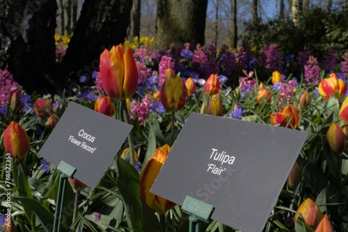 Display of colorful tulips for sale featuring a sign with a variety of tulip names photo