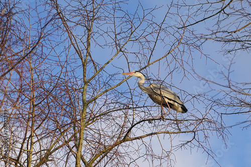 Grey heron bird in a tree