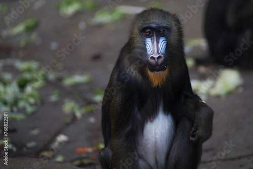 Close up of a Mandrill monkey