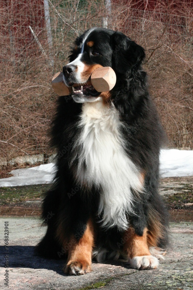 Adorable brown and white  Berner Sennenhund dog holding a wooden dumbbell in its mouth