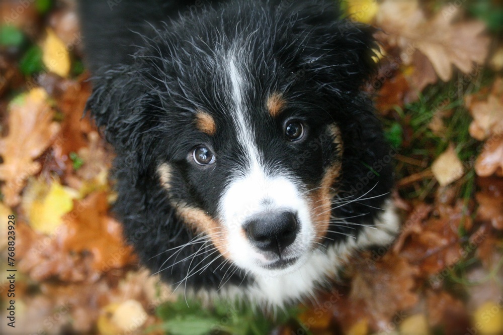 Adorable brown and white  Berner Sennenhund puppy looking up at the camera outdoors