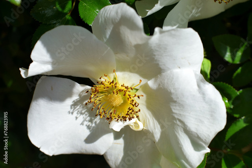 White Cherokee Rose Flower