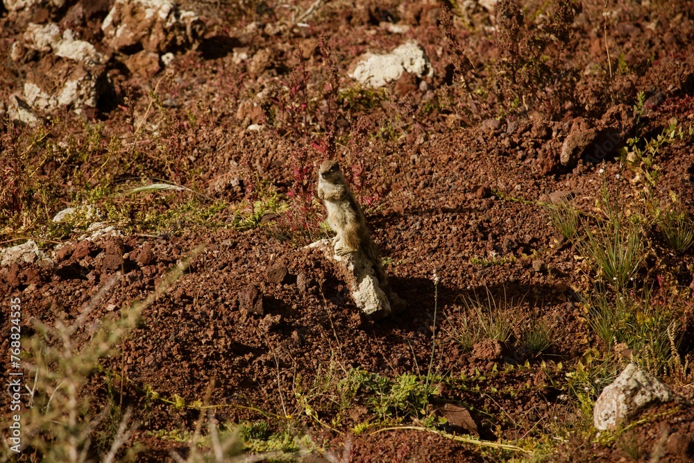 Closeup shot of a squirrel on volcanic rocks Closeup shot of a squirrel on volcanic rocks