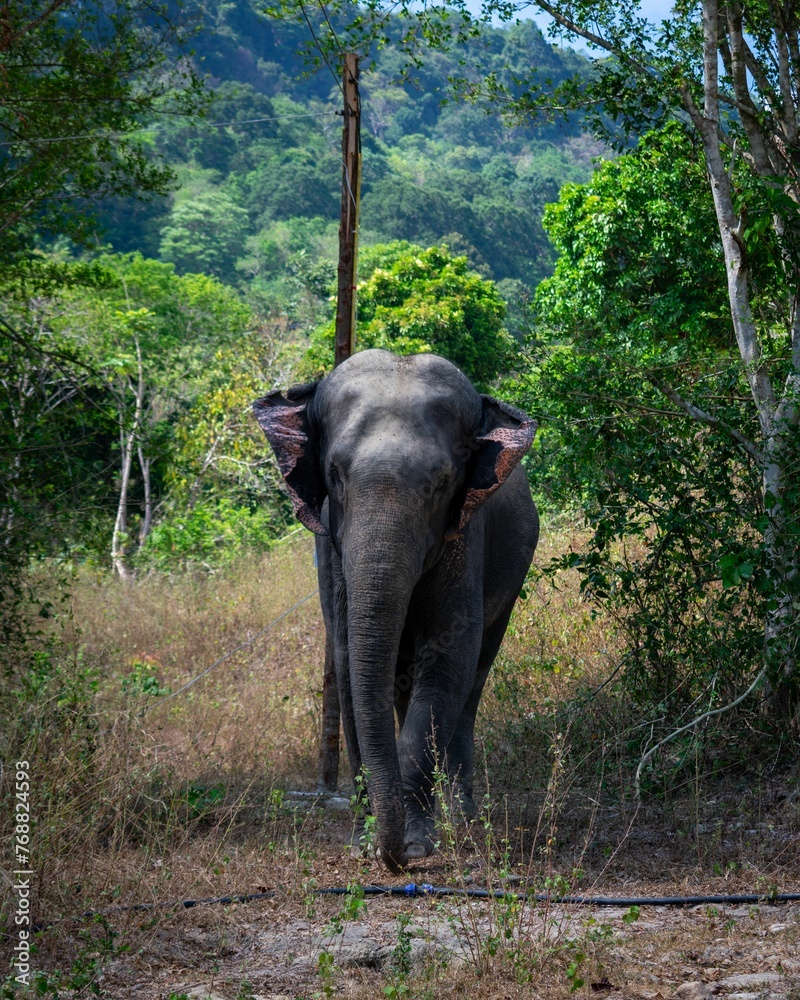 Obraz premium a lone elephant in the woods looking for food or water