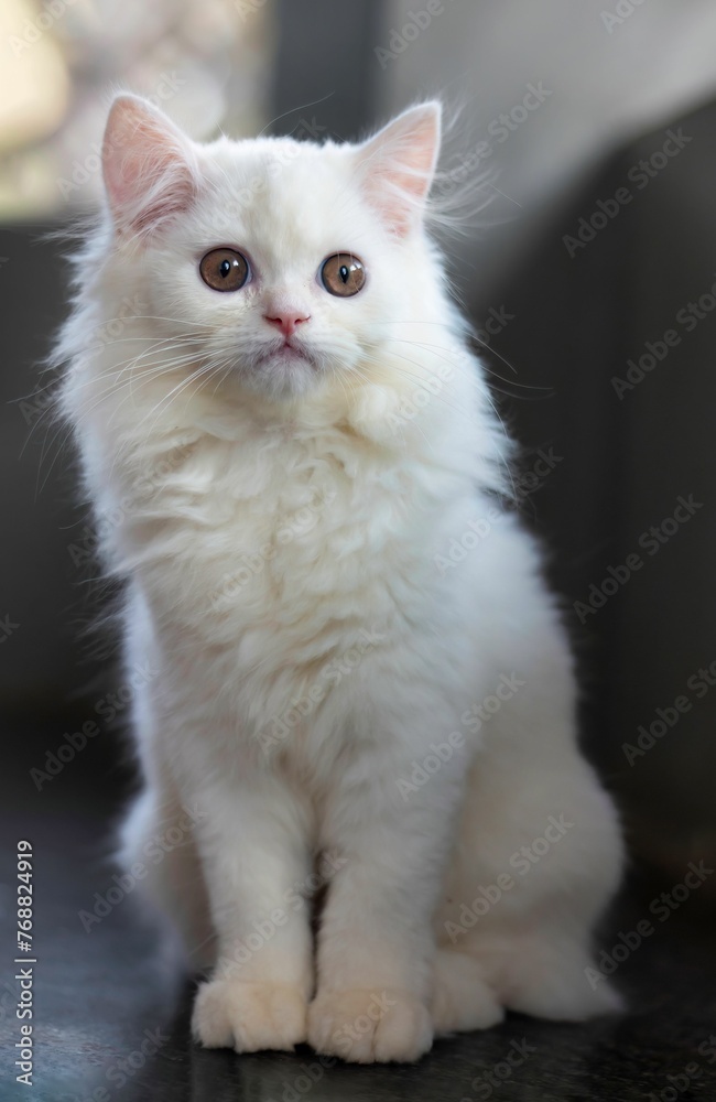 Vertical shot of an adorable white cat with light brown eyes Vertical shot of an adorable white cat with light brown eyes