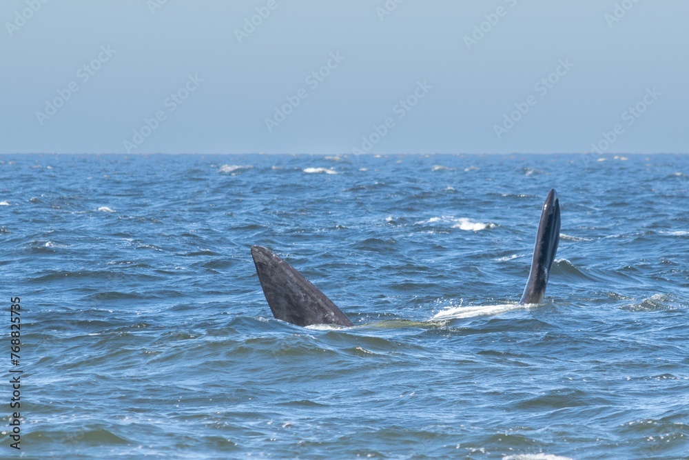 Fototapeta premium Playful dolphins swimming in the ocean