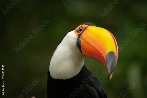 Closeup of a toucan bird perched on a branch in its natural habitat