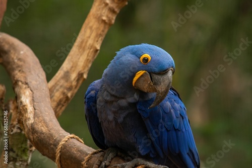 Vibrant, blue-colored parrot perched atop a tree branch, in a natural outdoor environment