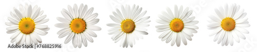 Collection of daisy flowers isolated on transparent or white background