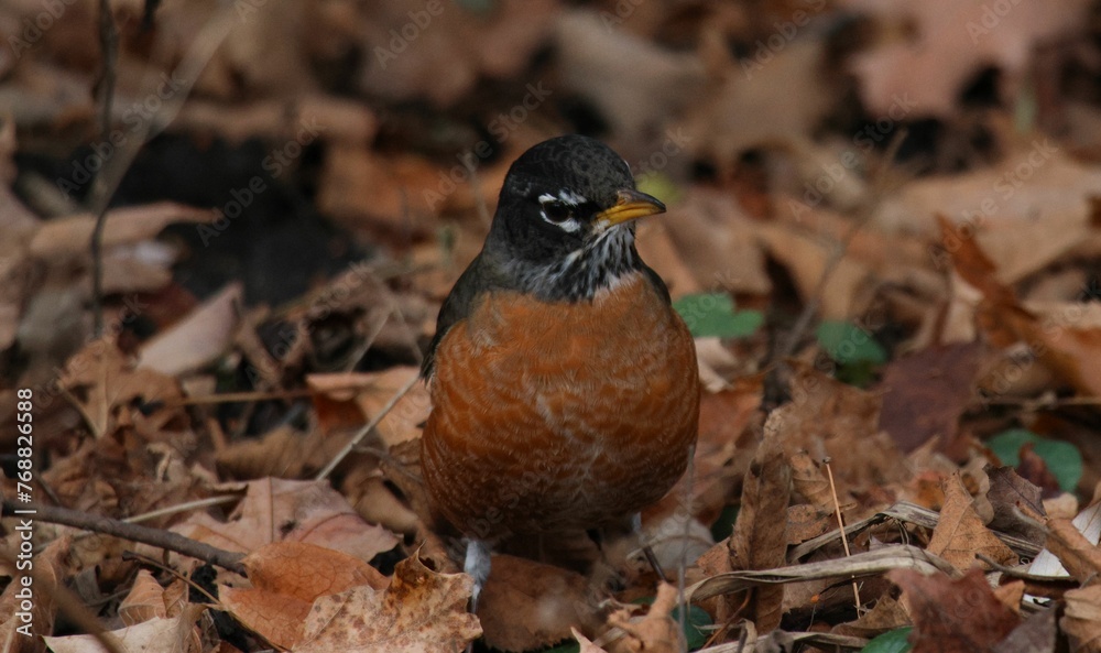 Small bird perched on the leaf-covered ground, surrounded by a carpet of fallen leaves Small bird perched on the leaf-covered ground, surrounded by a carpet of fallen leaves