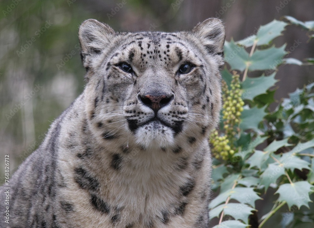 the snow leopard is staring straight ahead in the woods and leaves the snow leopard is staring straight ahead in the woods and leaves