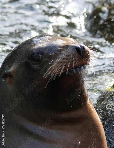 Close-up shot of sea lion in natural habitat