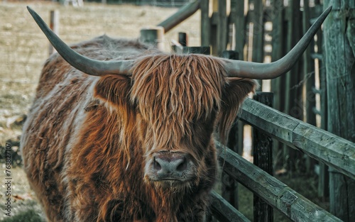 Close-up of an adorable highland cattle standing next to a wooden fence