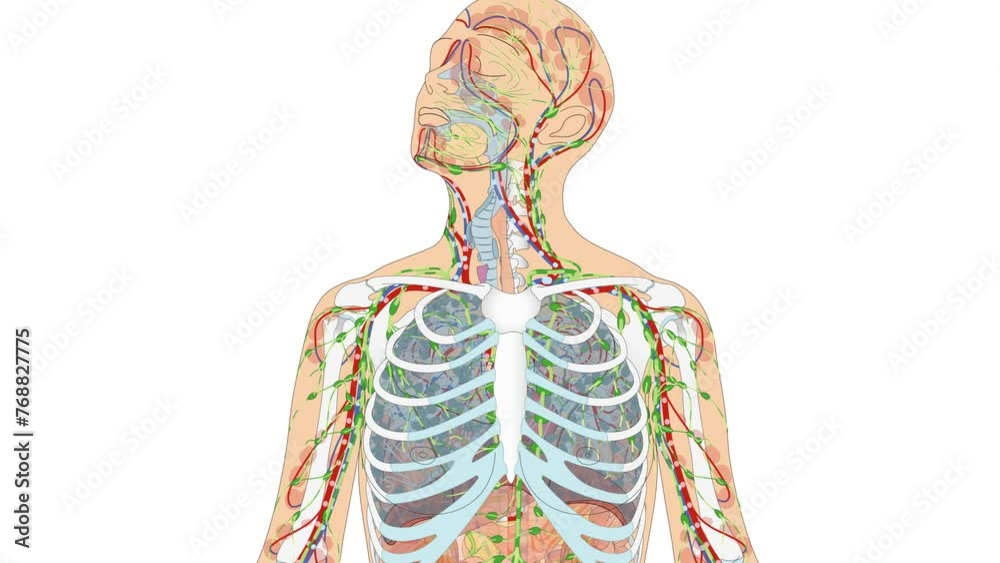 Animation Atmungssystem / Atmungsorgane sowie Blutkreislauf und Lymphsystem - Herz Blutkreislauf Lunge Luftröhre Zwerchfell Lymphgefäße des Menschen