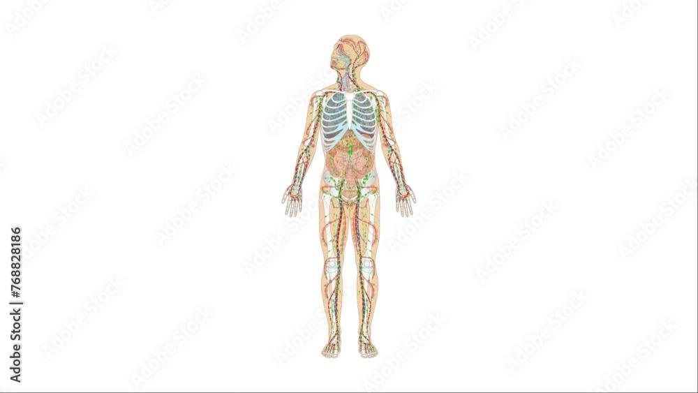 Animation Atmungssystem / Atmungsorgane sowie Blutkreislauf und Lymphsystem - Herz Blutkreislauf Lunge Luftröhre Zwerchfell Lymphgefäße des Menschen