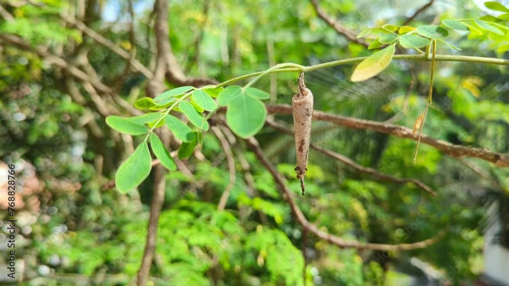 an insect cocoon hanging on a small branch of tree an insect cocoon hanging on a small branch of tree
