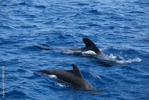 Two short-finned pilot whales cruising through the calm blue waters of the ocean
