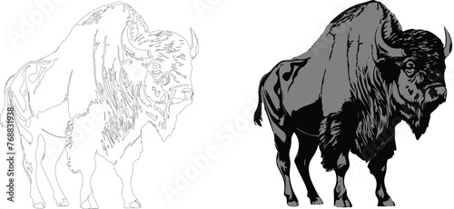 Vector illustration of a bison against a white background