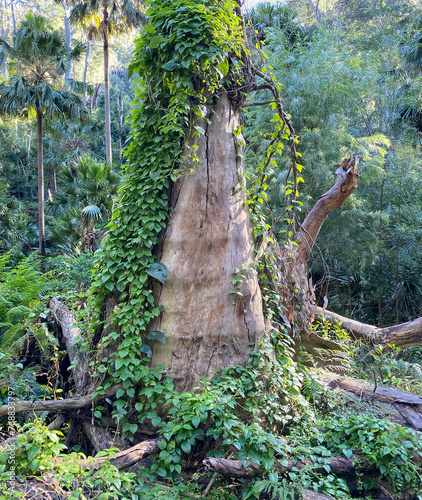 Tree trunk in a rainforest covered with green vines. Tree in the jungle.