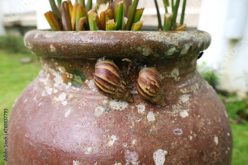 Two bekicot or snails stuck or attached on a brown ceramic pot.