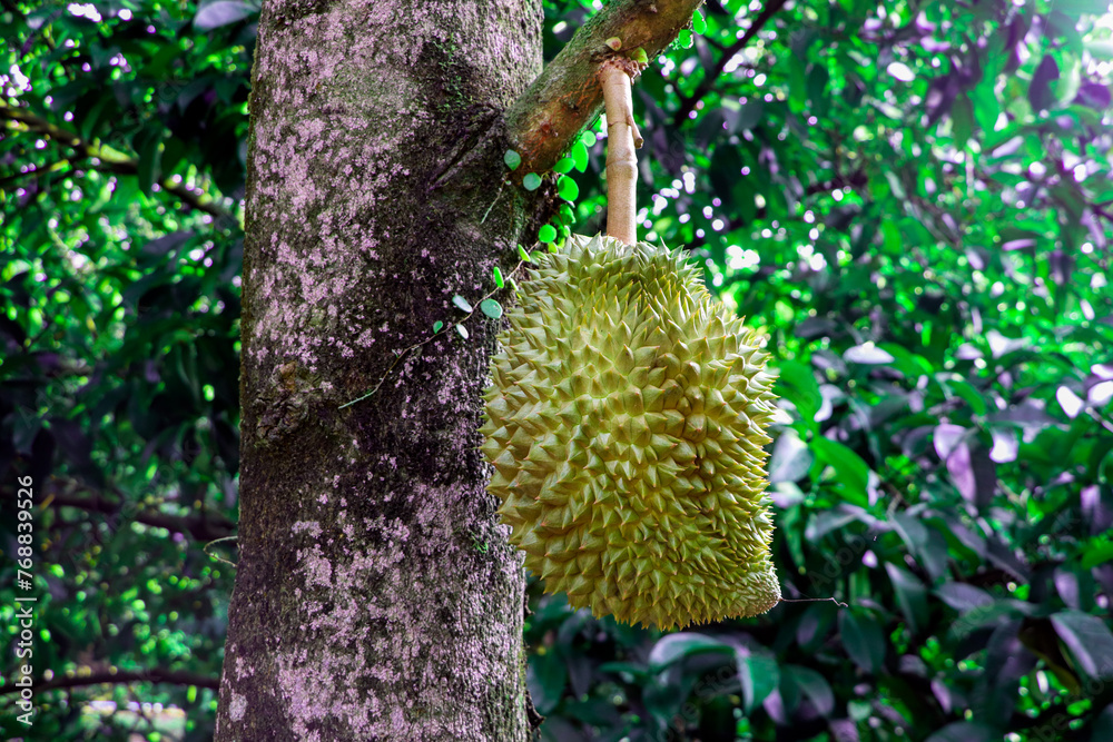 Durian on the tree in a garden that looks natural, organic system, mixed fruit orchard. Durian on the tree in a garden that looks natural, organic system, mixed fruit orchard.