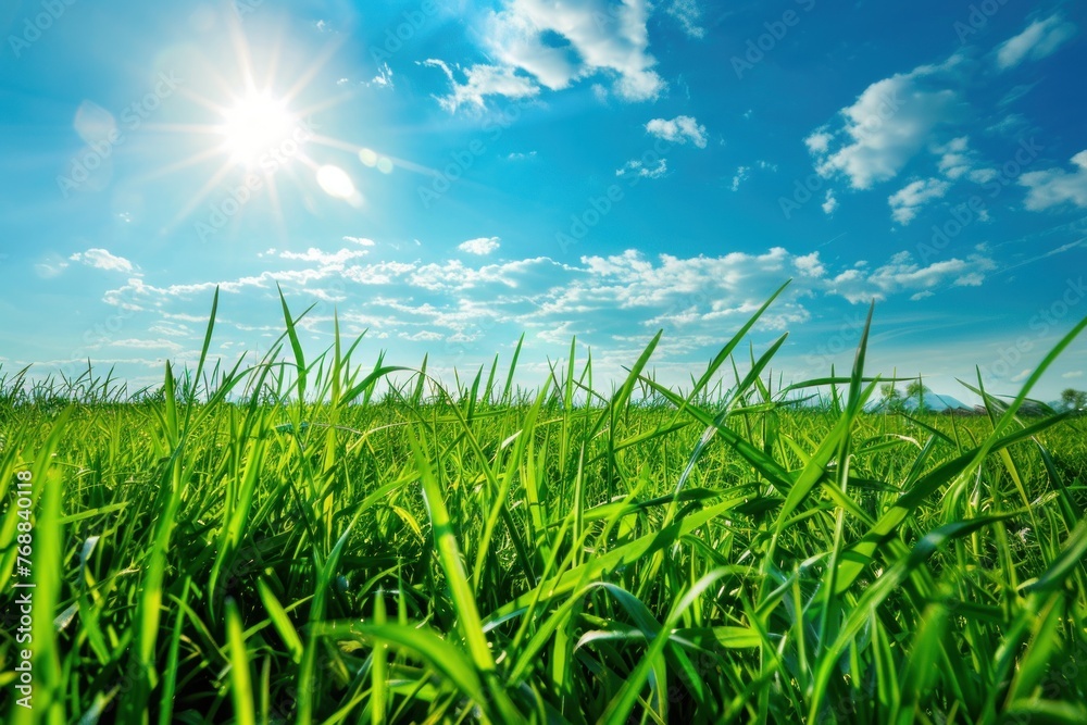 Obraz premium green field with grass against a blue sky with sun