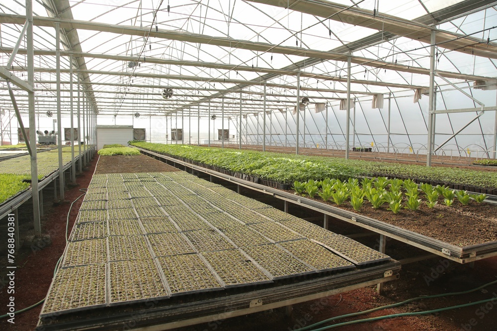 Scenic view of green crops in a greenhouse Scenic view of green crops in a greenhouse
